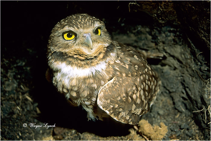 Burrowing Owl by Dr. Wayne Lynch ©